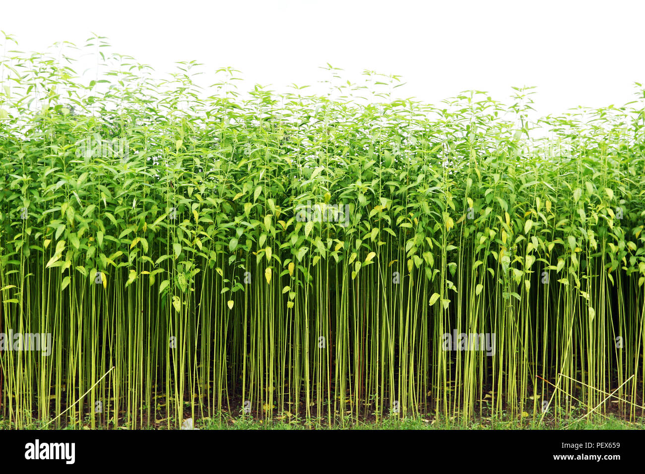A jute field in Savar in Dhaka, Bangladesh 2018 Stock Photo Alamy