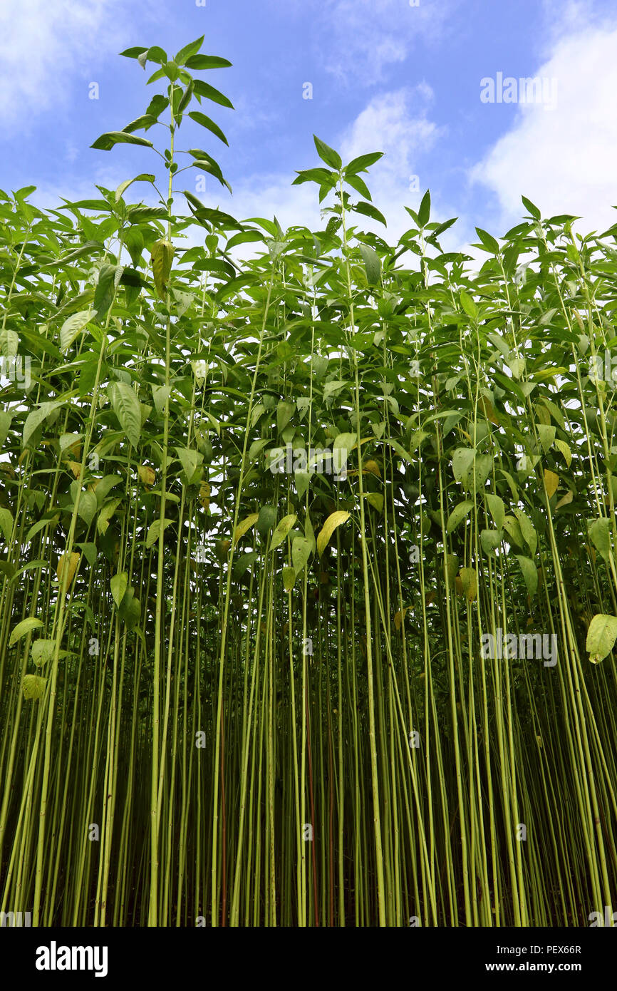 Bangladesh jute land hi-res stock photography and images - Alamy