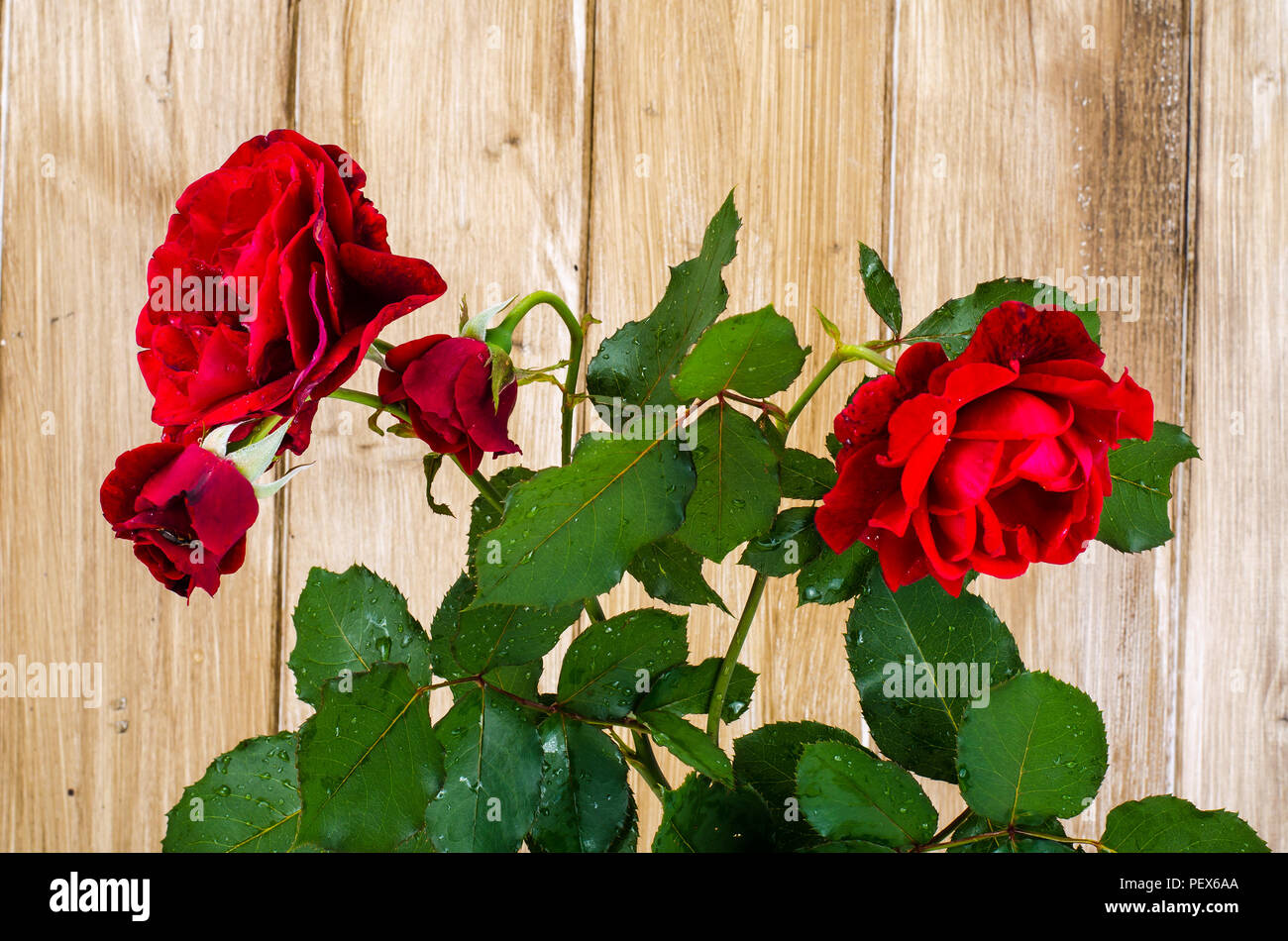 Red rose with green leaves on wooden table. Studio Photo Stock Photo