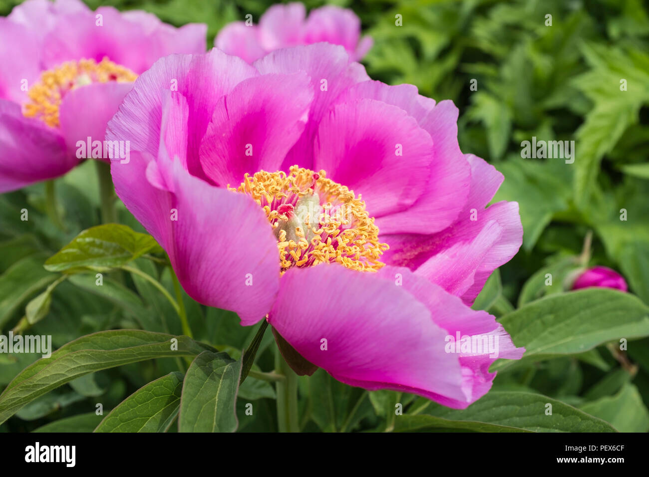 Close-up of beautiful large pink peony flower Stock Photo