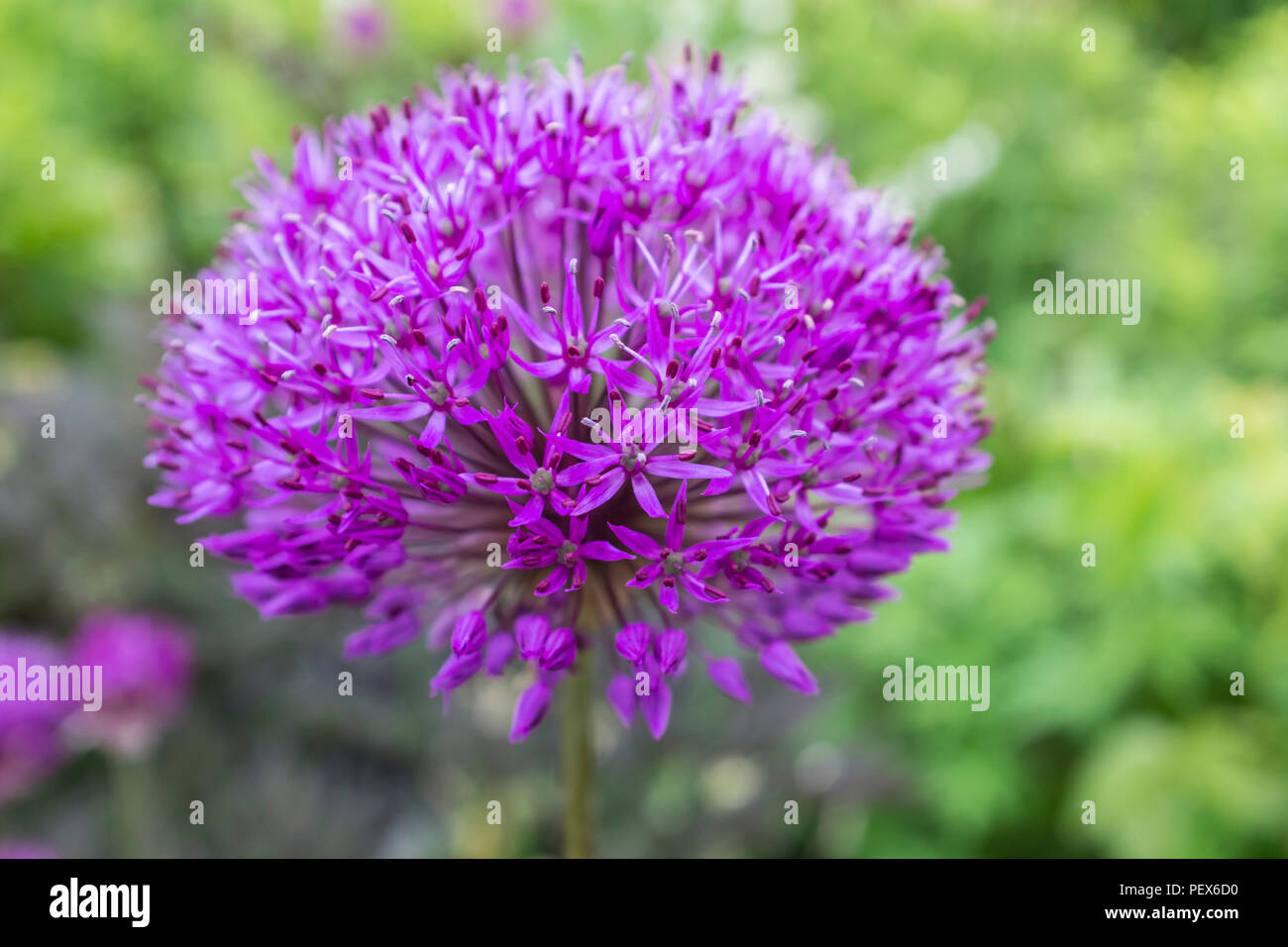 The beautiful Globe thistle flower, echinops bannaticus Stock Photo