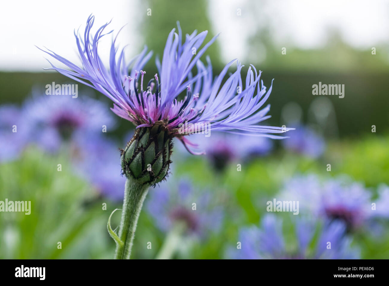 Centaurea montana the beautiful montane star thistle Stock Photo