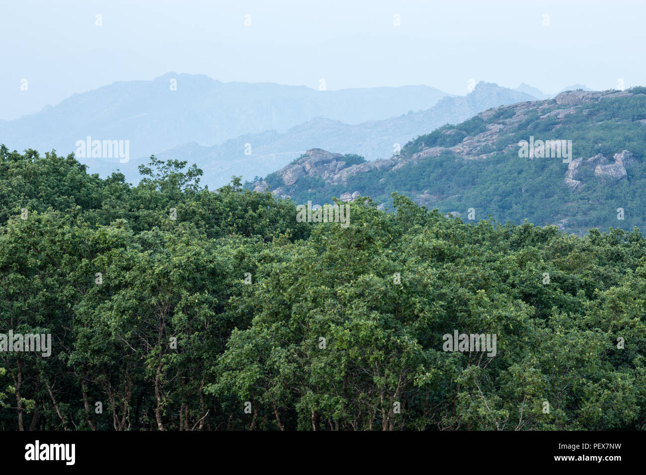 stunted oak forest with mountains behind, Pitoes das Junias, Alto Tras os Montes, Norte, Portugal. Stock Photo