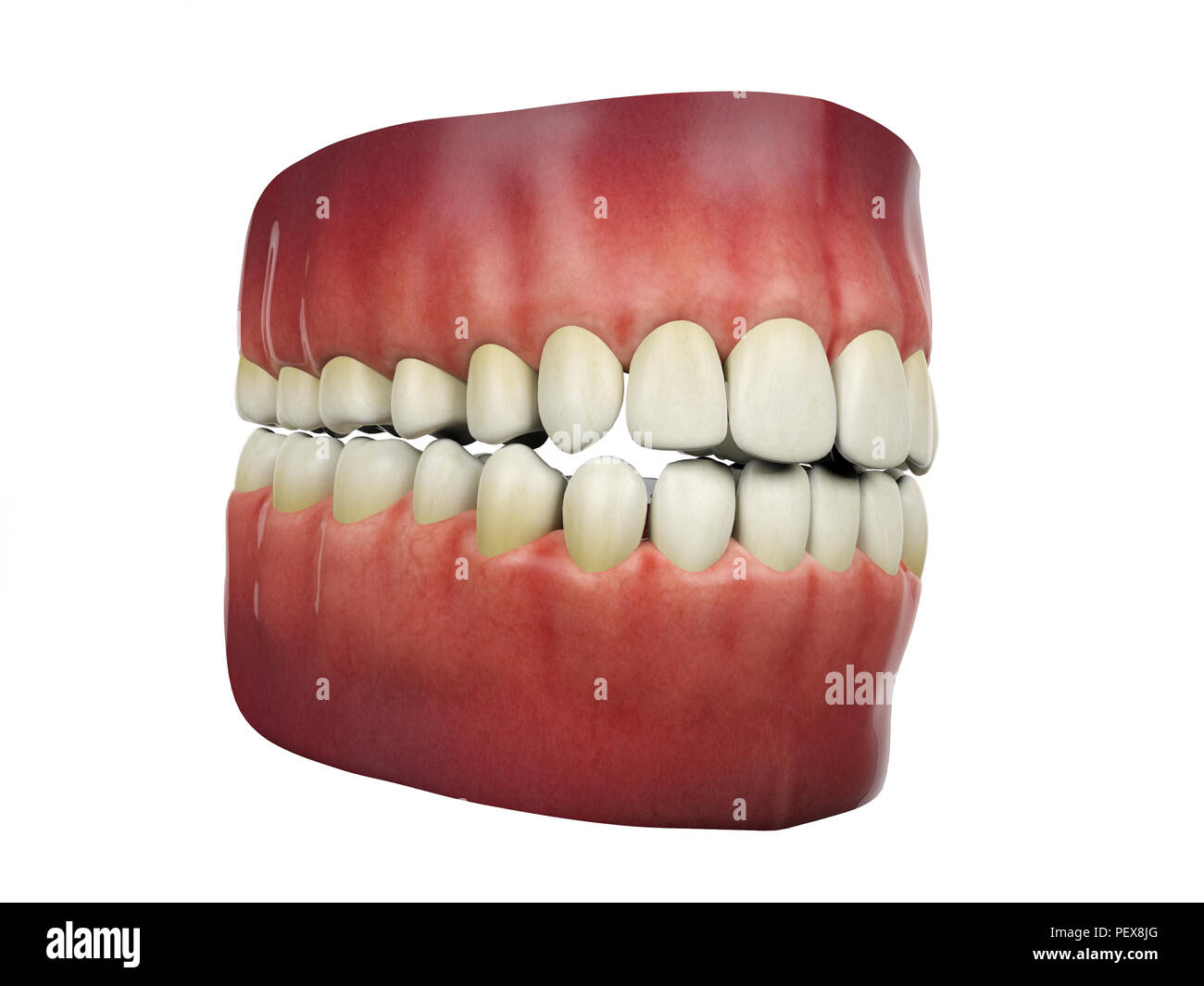 Human teeth isolated on white background, 3D rendering Stock Photo - Alamy