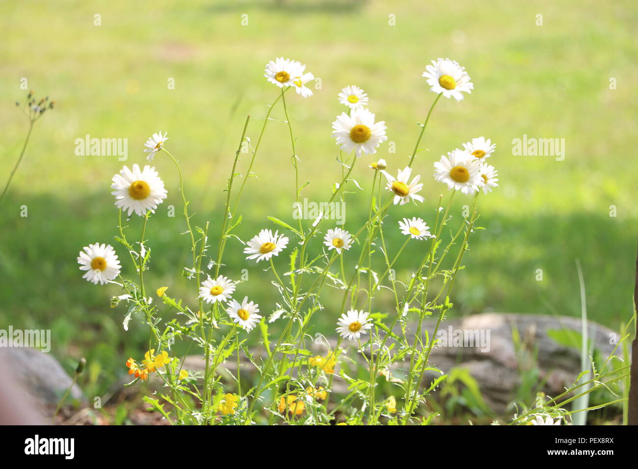 Daisies surrounded by rocks and grass. Blurred grassy background makes the focus on the flowers pop. Stock Photo