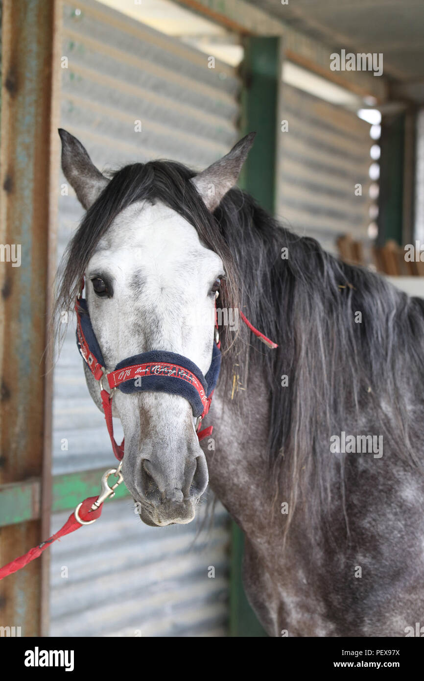 How to shoe an horse Stock Photo Alamy