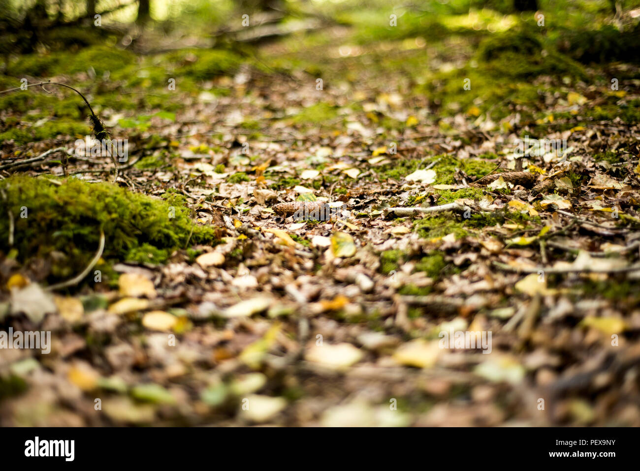 Woodland Floor, UK Stock Photo - Alamy