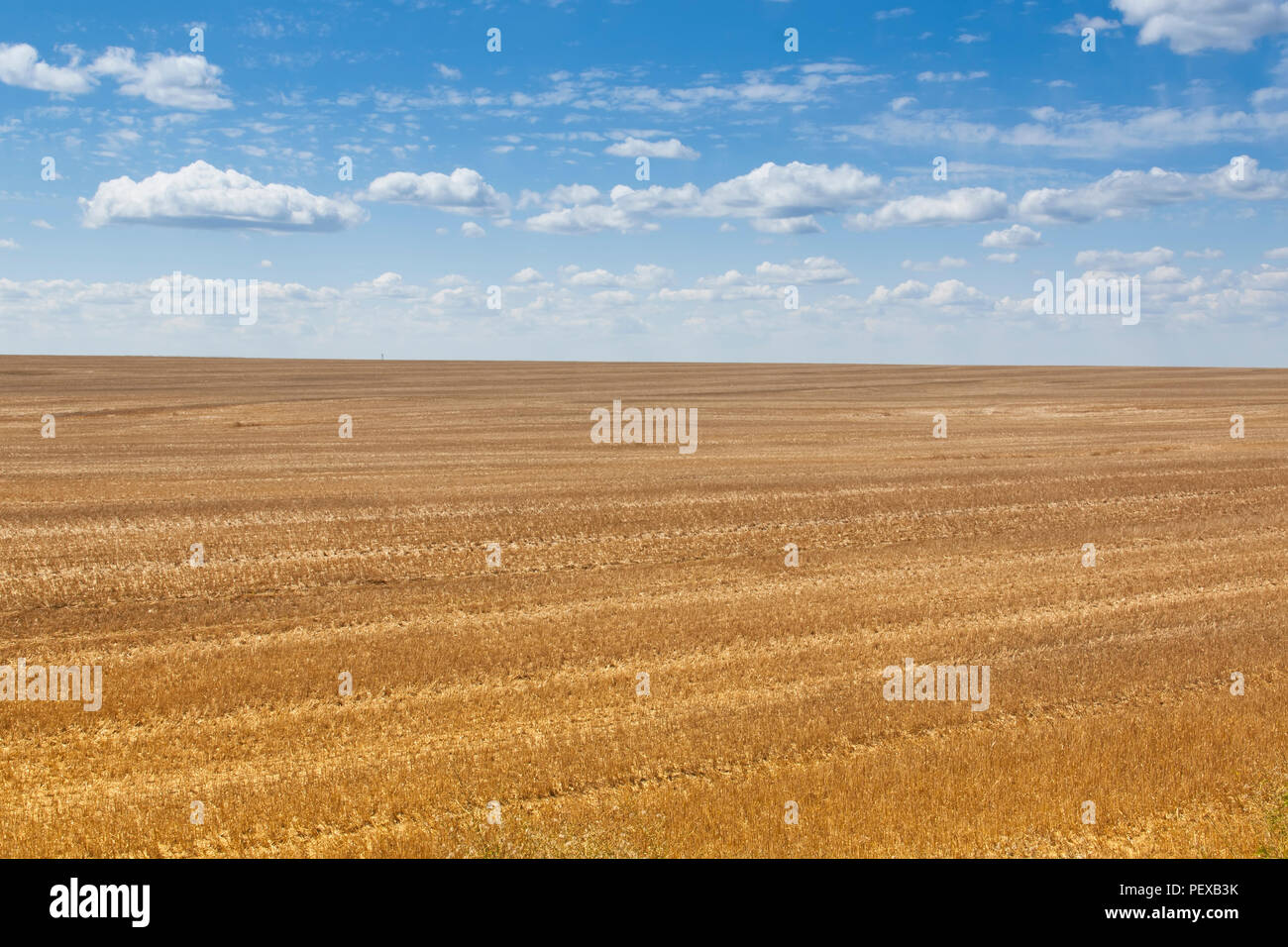 Boundless fields after harvest in Summer time Stock Photo - Alamy