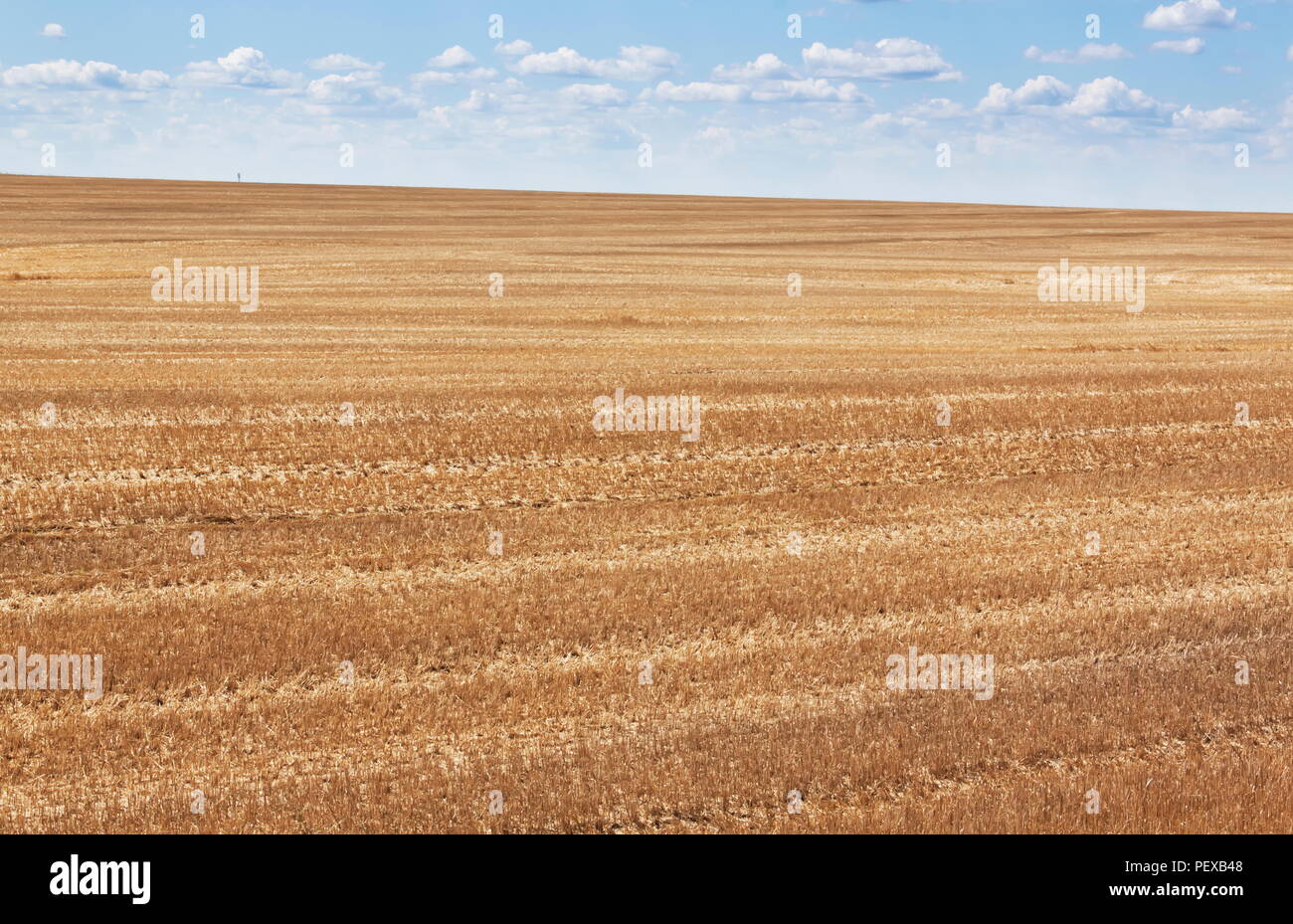 Boundless fields after harvest in Summer time Stock Photo - Alamy