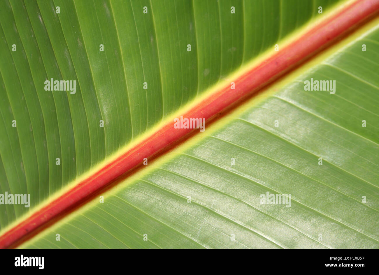 Leaf of a banana tree in a plantation in Tenerife, Spain Stock Photo