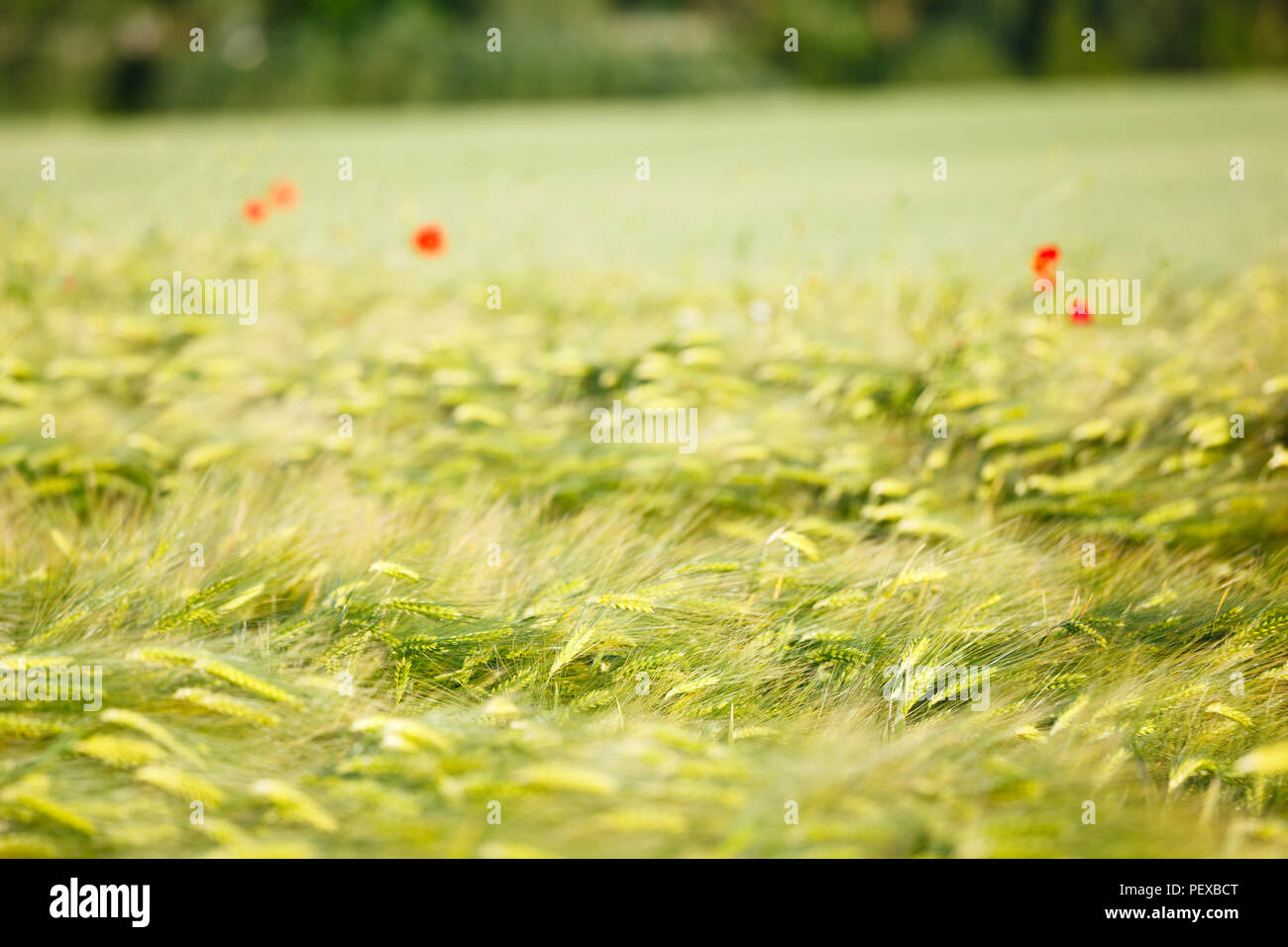 Poppy in a rye field hi-res stock photography and images - Alamy