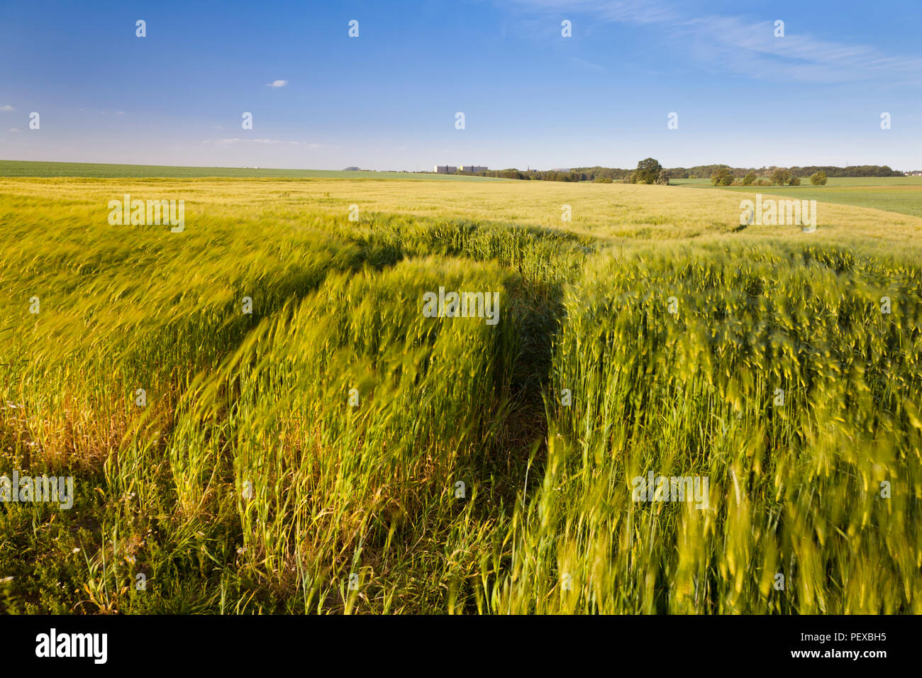 Rye fields germany hi-res stock photography and images - Alamy