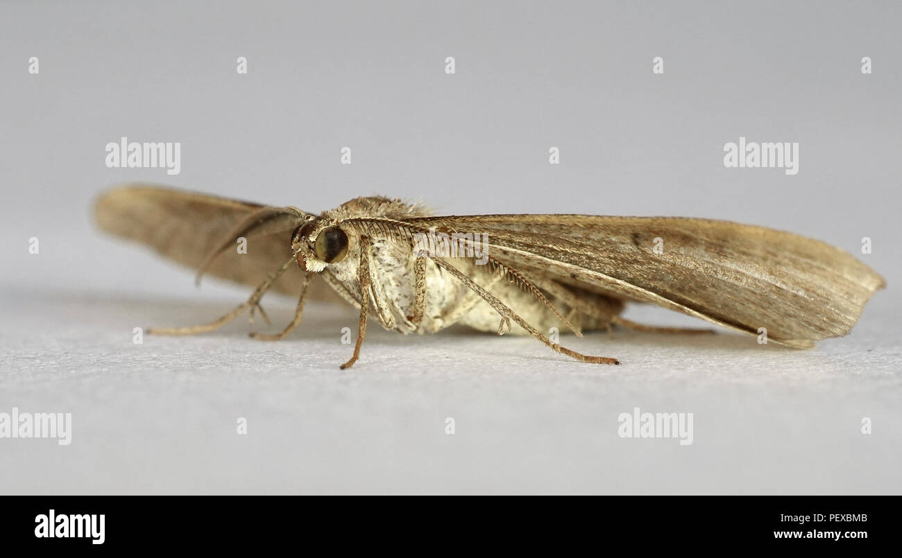 Macro photos of the Shaded broad-bar moth in a studio setup Stock Photo ...