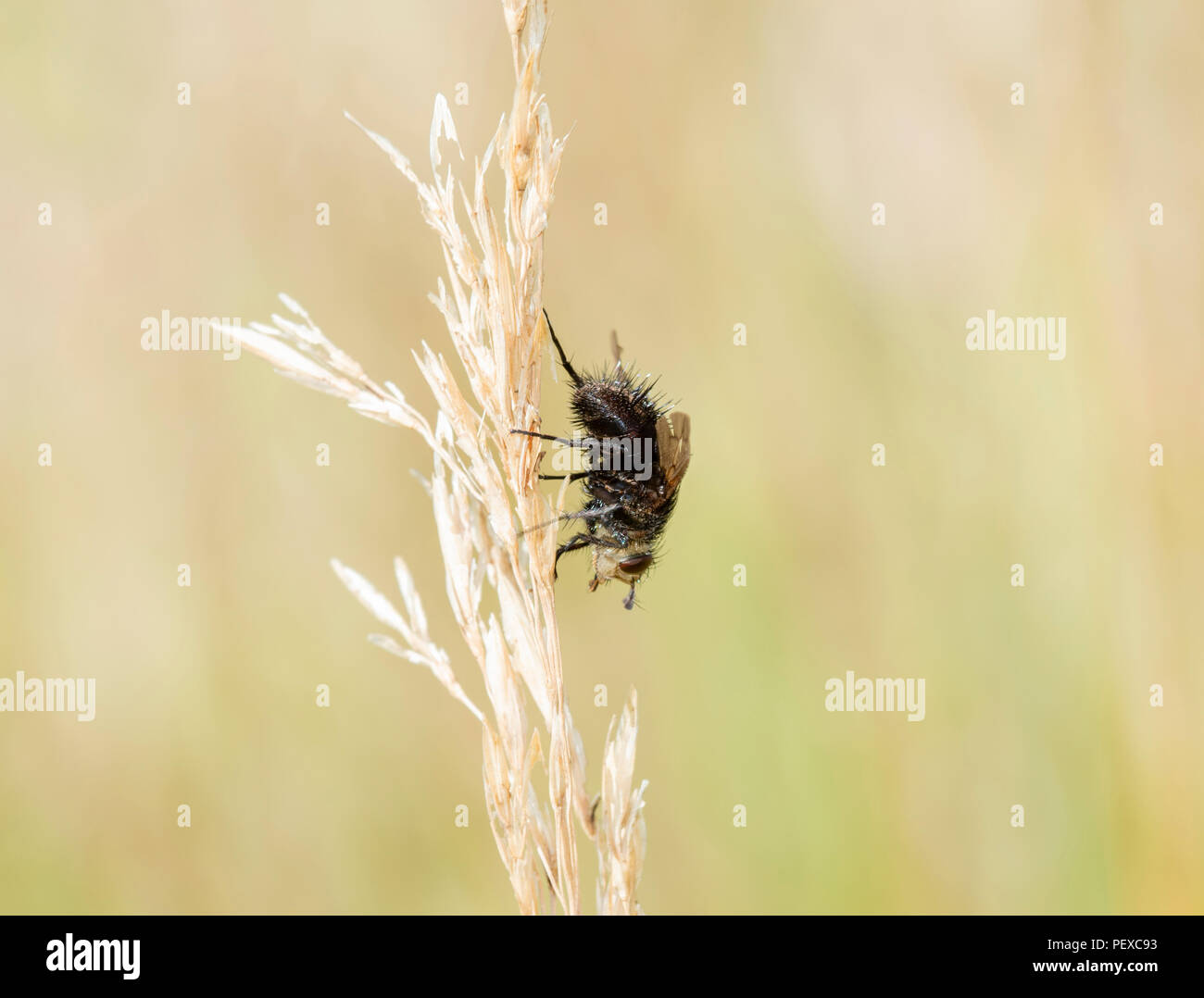 Tachinid fly on white hi-res stock photography and images - Alamy