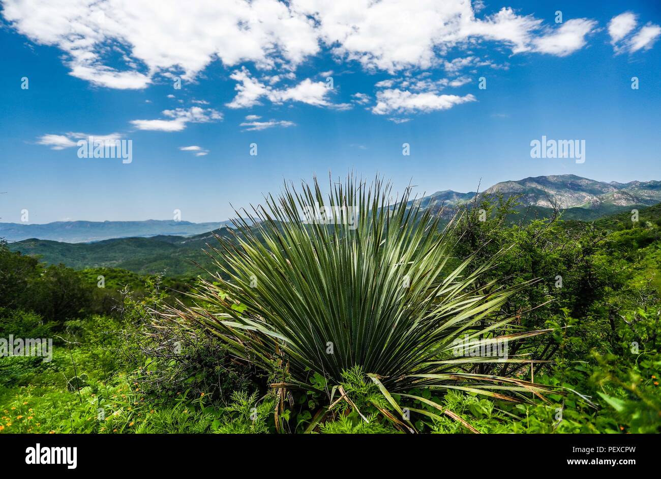 Planta de estilo de vida hi-res stock photography and images - Alamy