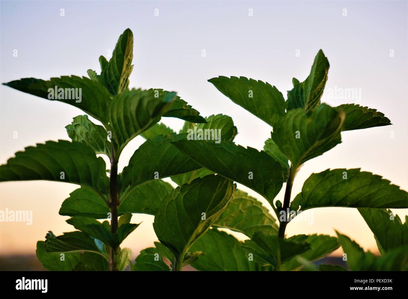 Mint leaves during a sunset Stock Photo
