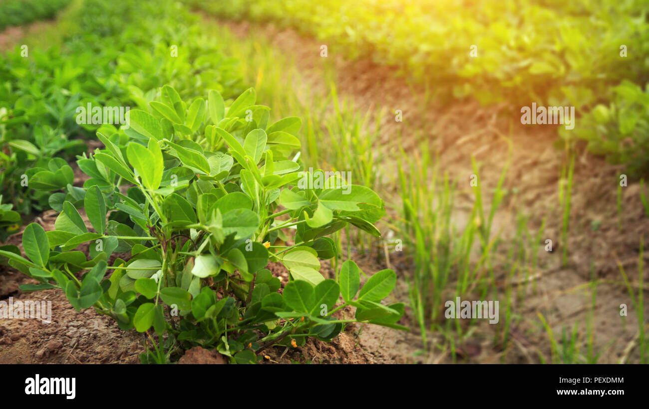 Mature Growth Peanuts High Resolution Stock Photography And Images Alamy