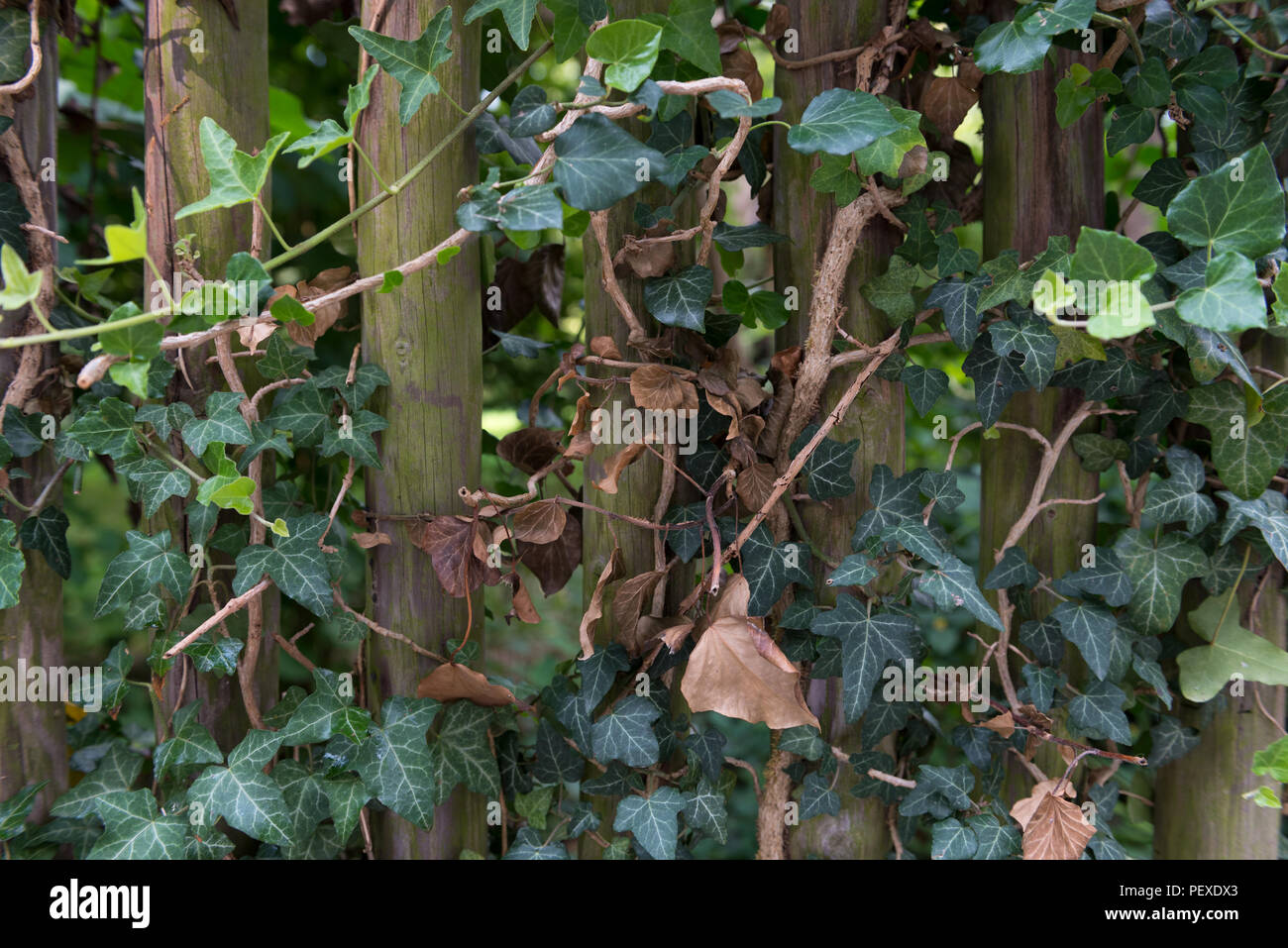 Wooden fence with green ivy leaves as background, texture Stock Photo ...