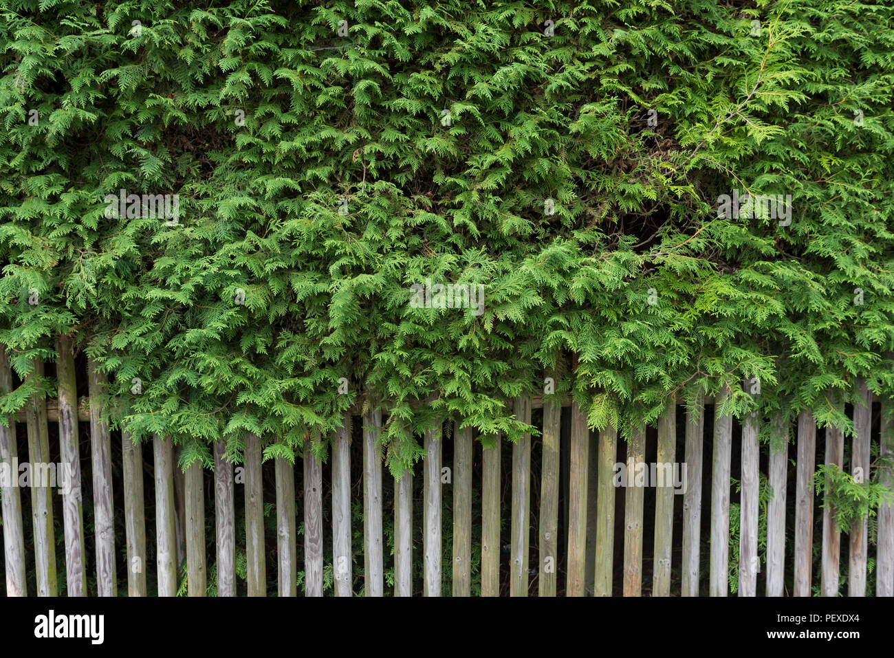 Green cupressus tree with wooden fence as background. Outdoor wall, border.  Green wallpaper Stock Photo - Alamy