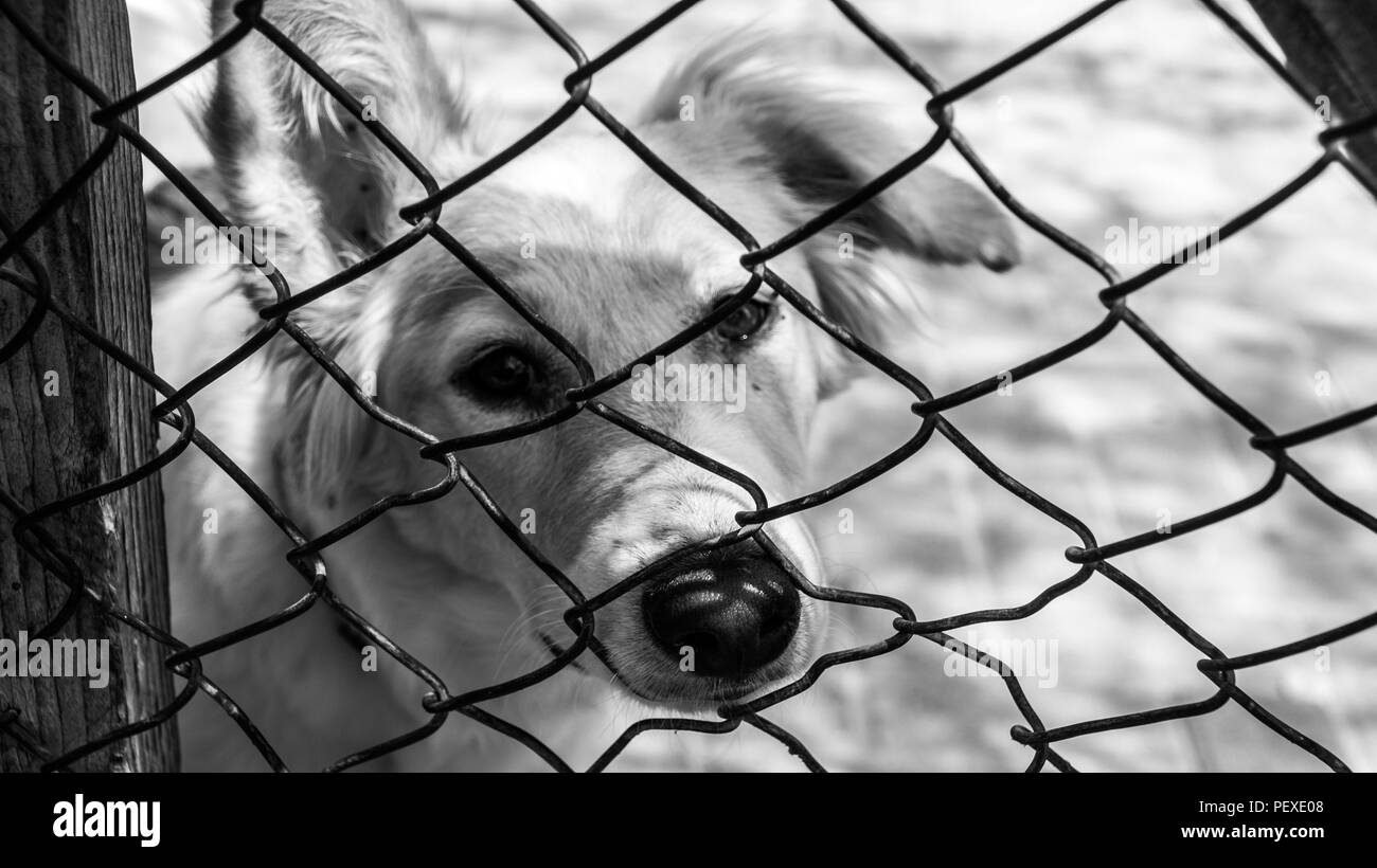 CAT & DOG Shelter 26 Stock Photo
