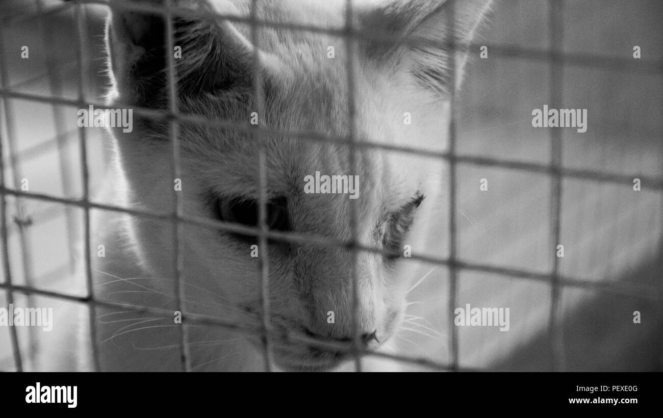 CAT & DOG Shelter 20 Stock Photo