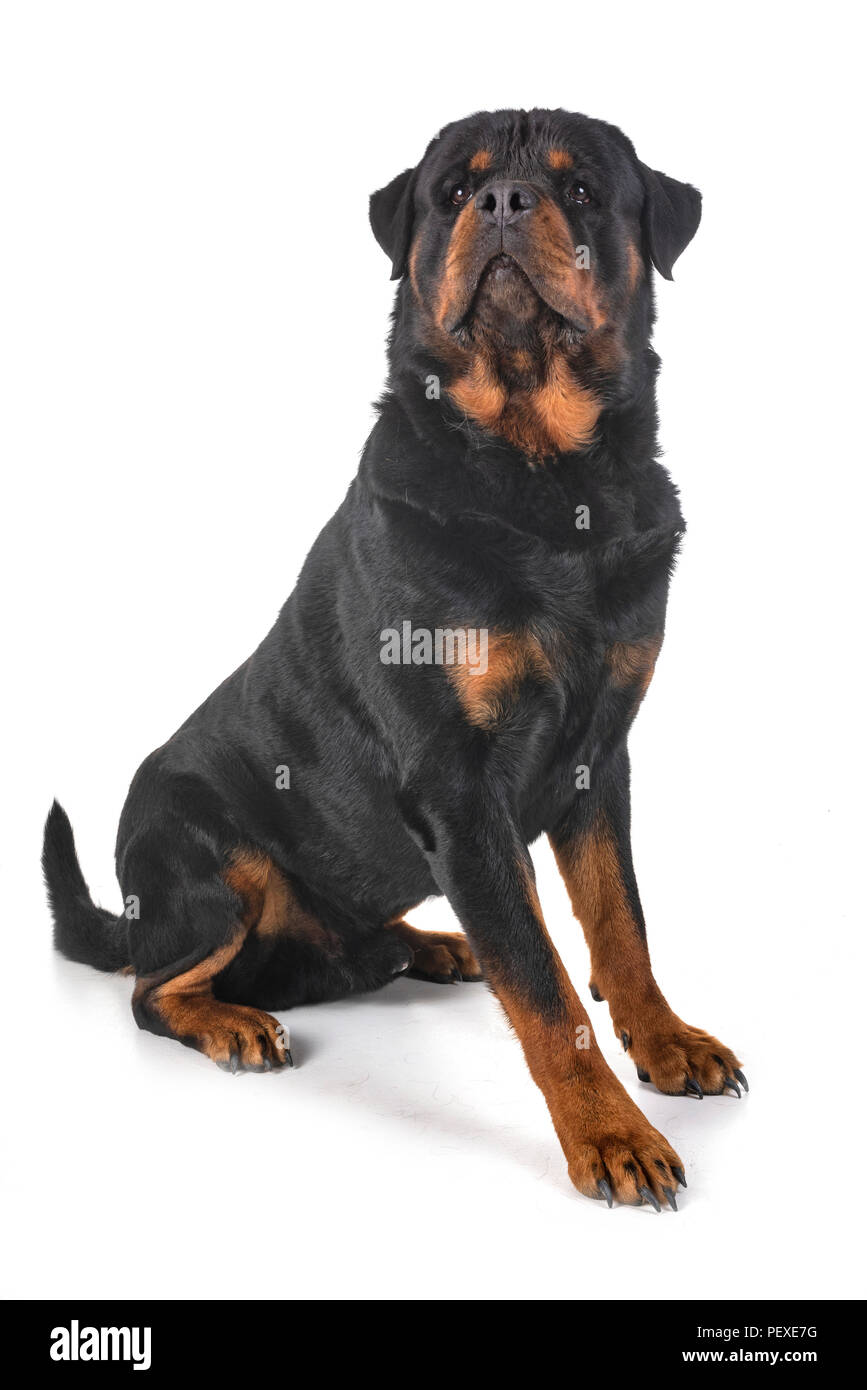 Purebred Rottweiler purebred rottweiler in front of white background Stock Photo - Alamy