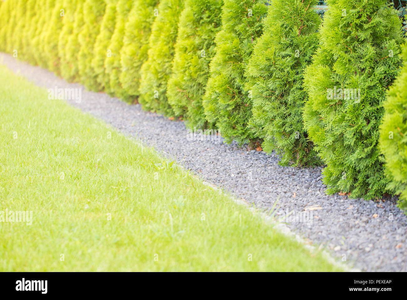 Fuzzy background of thuja garden fence. Stock Photo