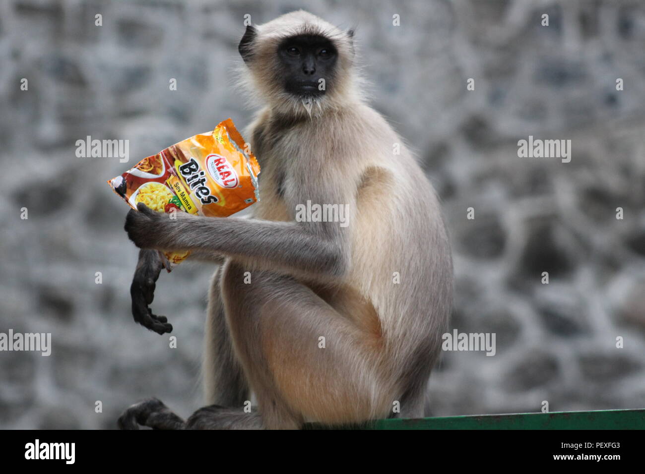 Beautiful wild animal hi-res stock photography and images - Alamy