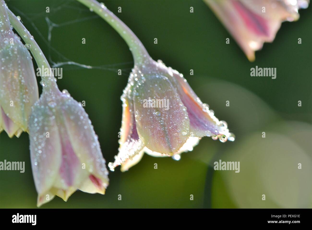 Allium siculum - dew drops (close-up) Stock Photo