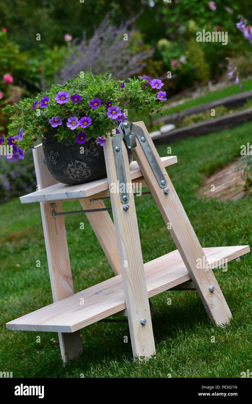 Violet calibrachoa Million Bells on the ladder in the garden Stock Photo