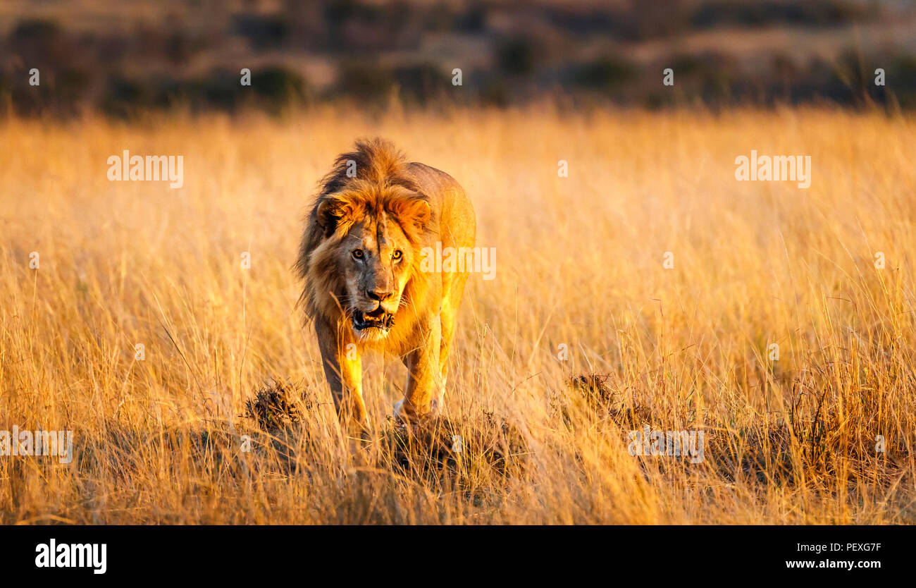 Snarling young male Mara lion (Panthera leo) prepares to attack a rival on the grasslands of the Masai Mara, Kenya in typical aggressive behaviour Stock Photo