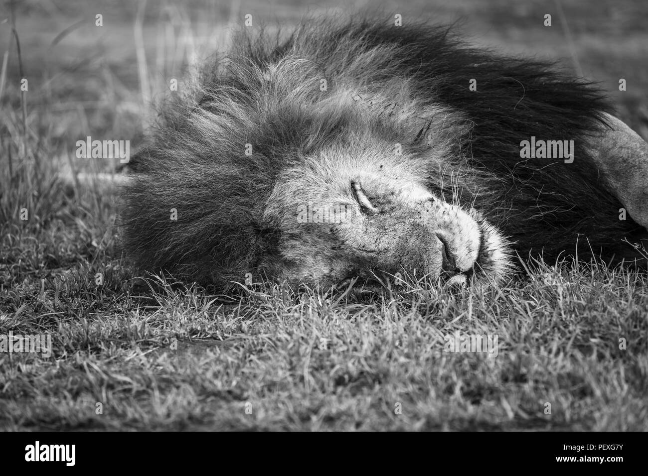 Close up view of the head of a dozing adult male Mara lion (Panthera leo) peacefully sleeping on grass in the daytime in the Masai Mara, Kenya Stock Photo