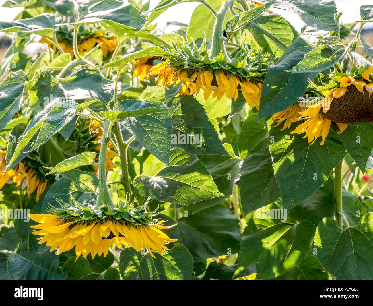 Hanging sun flower heads due to dryness. close up Stock Photo