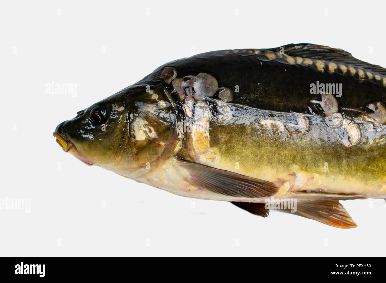 Common carp. Cyprinus carpio. Isolated on white Stock Photo