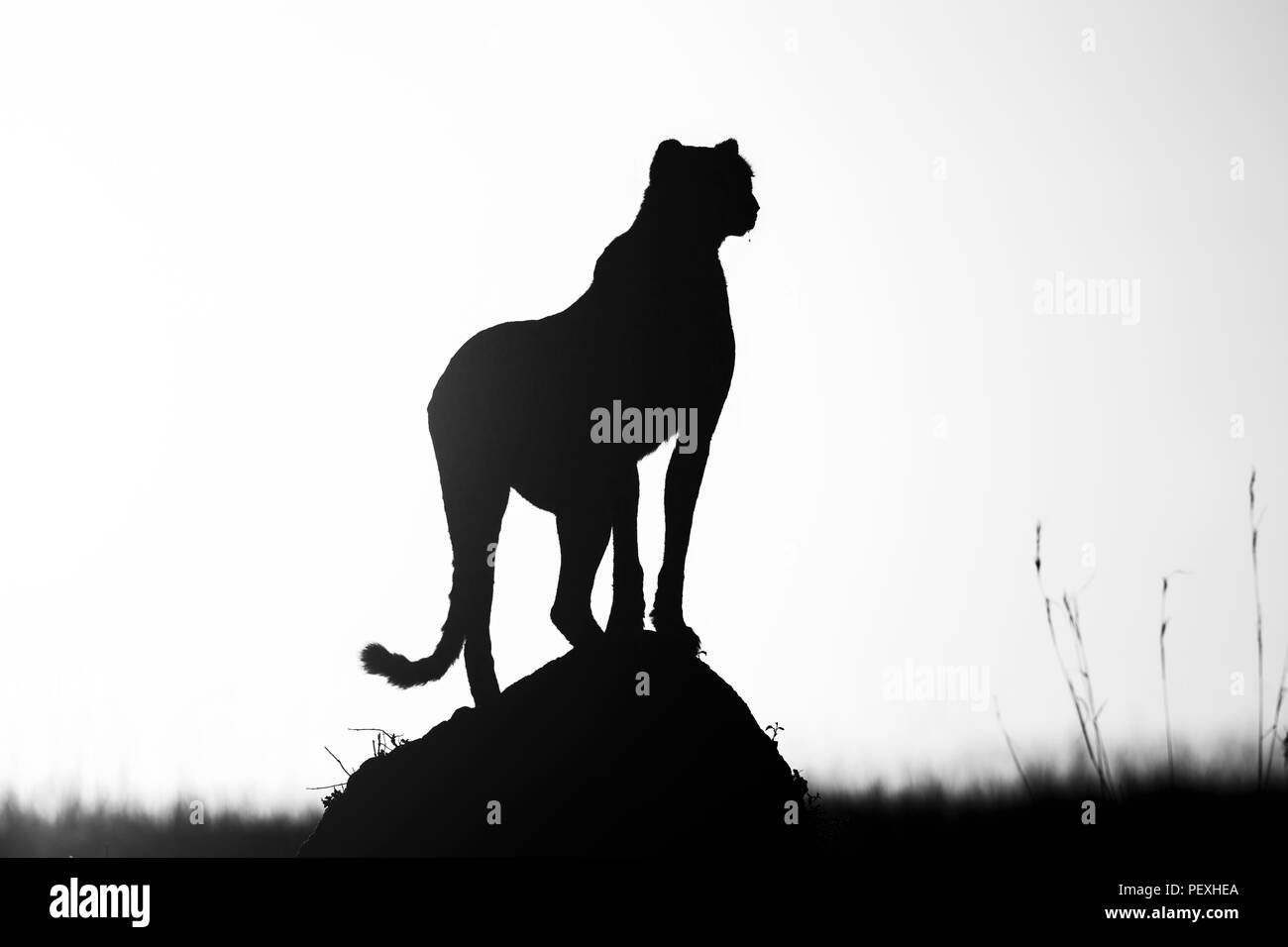 Adult female cheetah (Acinonyx jubatus) silhouetted by early morning sun stands watchful and alert in grassland, Masai Mara National Reserve, Kenya Stock Photo