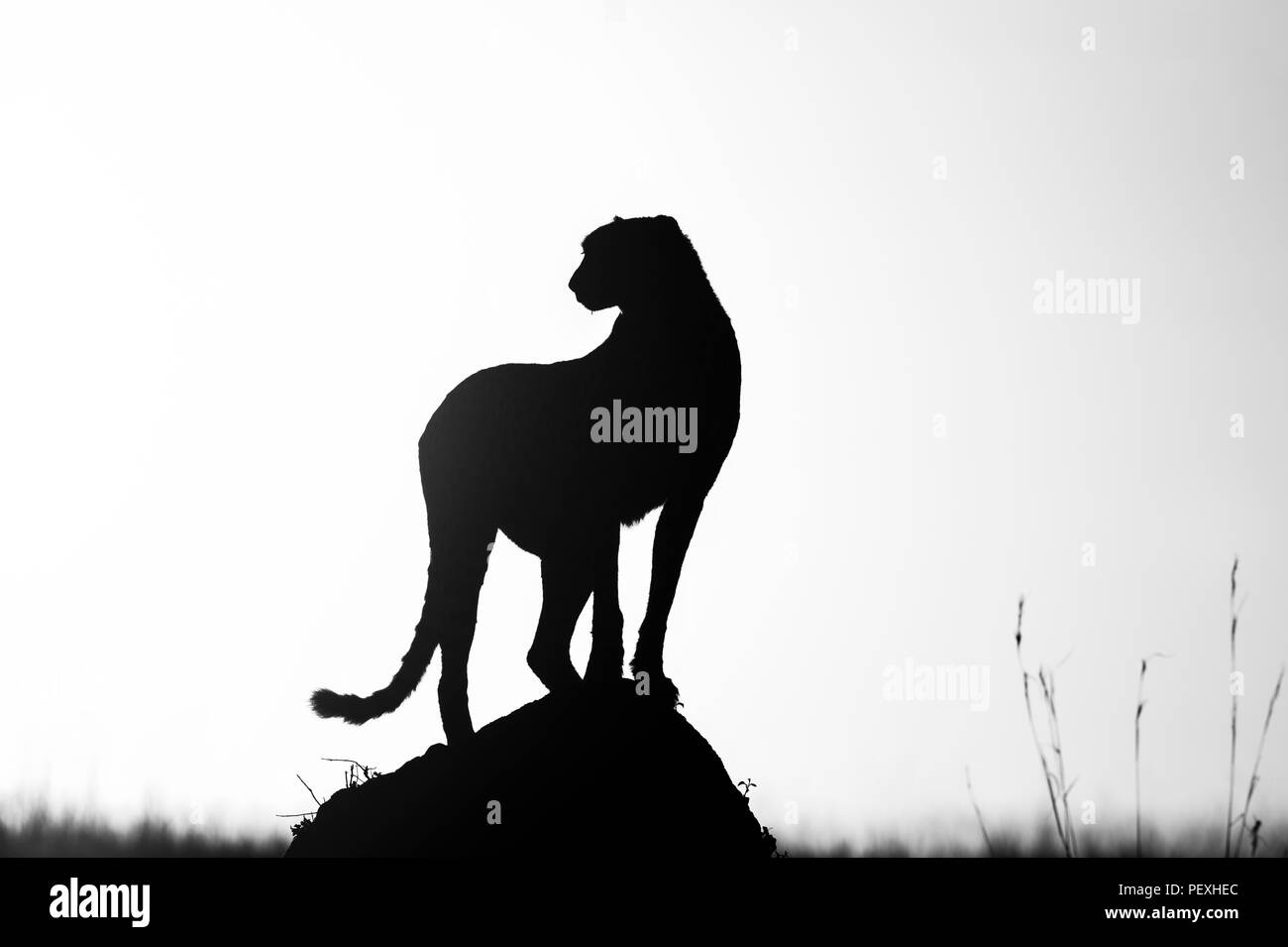 Adult female cheetah (Acinonyx jubatus) silhouetted by early morning sun stands watchful and alert in grassland, Masai Mara National Reserve, Kenya Stock Photo