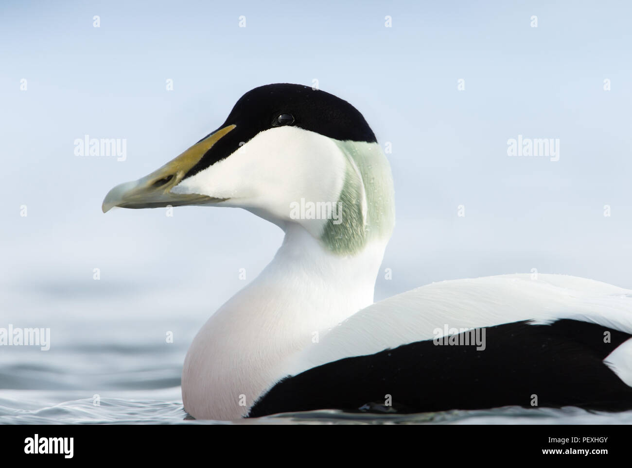 Close-up of a male Common Eider (Somateria mollissima) in Norway. Stock Photo