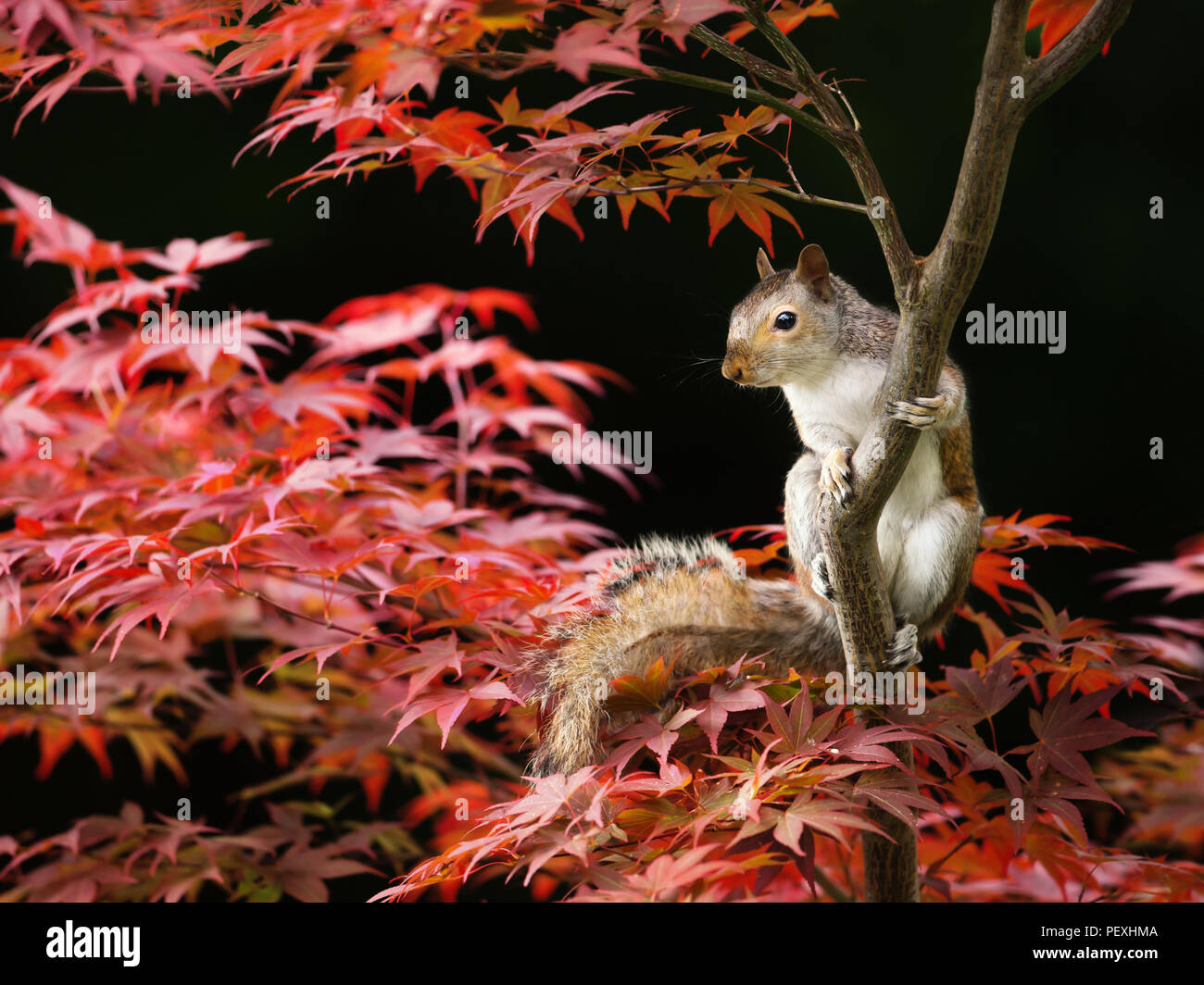 Funny squirrel hires stock photography and images Alamy