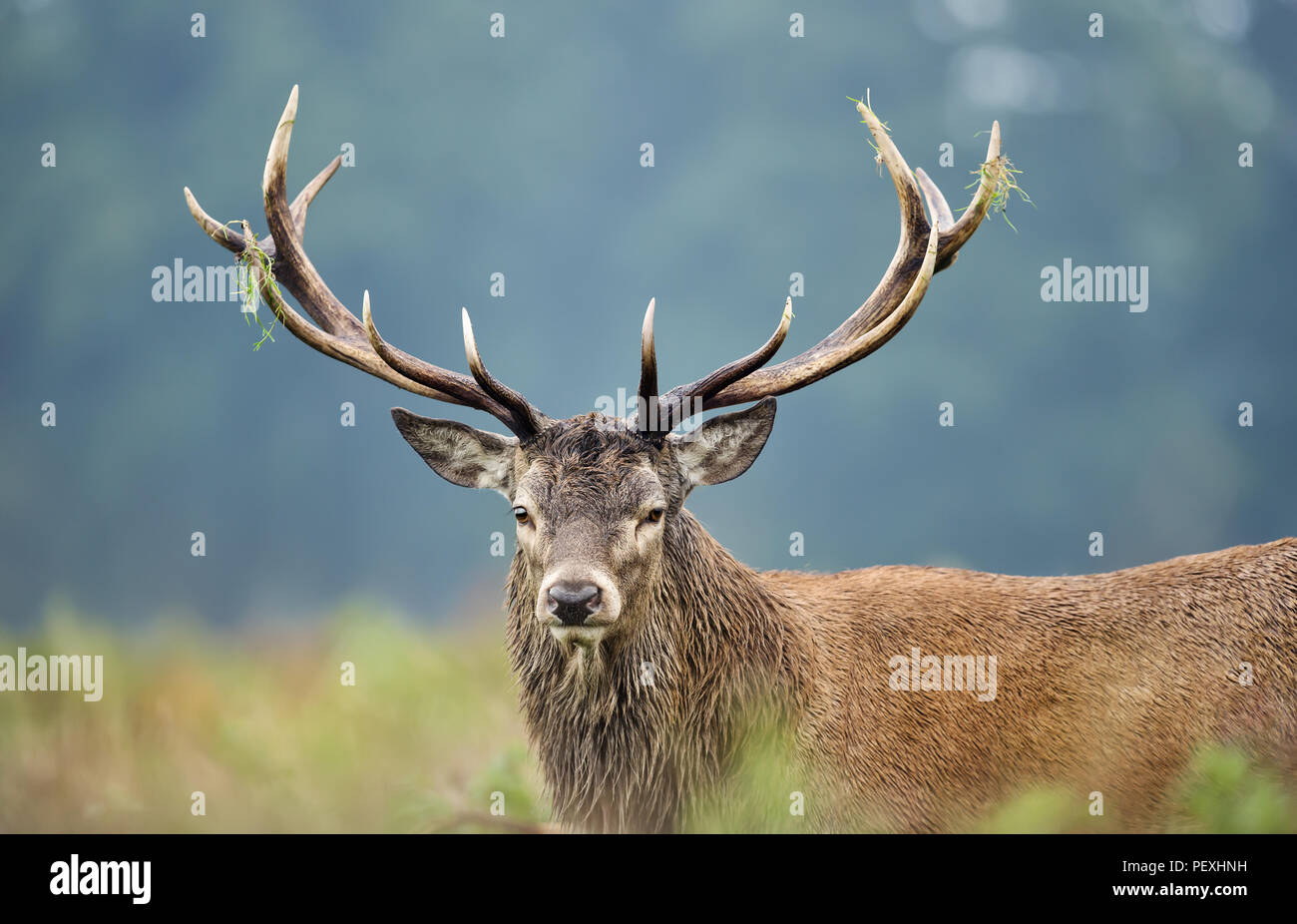 Close up of a red deer stag during rutting season in England, UK Stock Photo