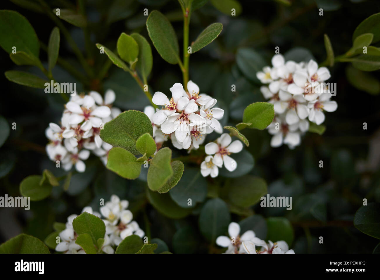 Rhaphiolepis indica Stock Photo Alamy