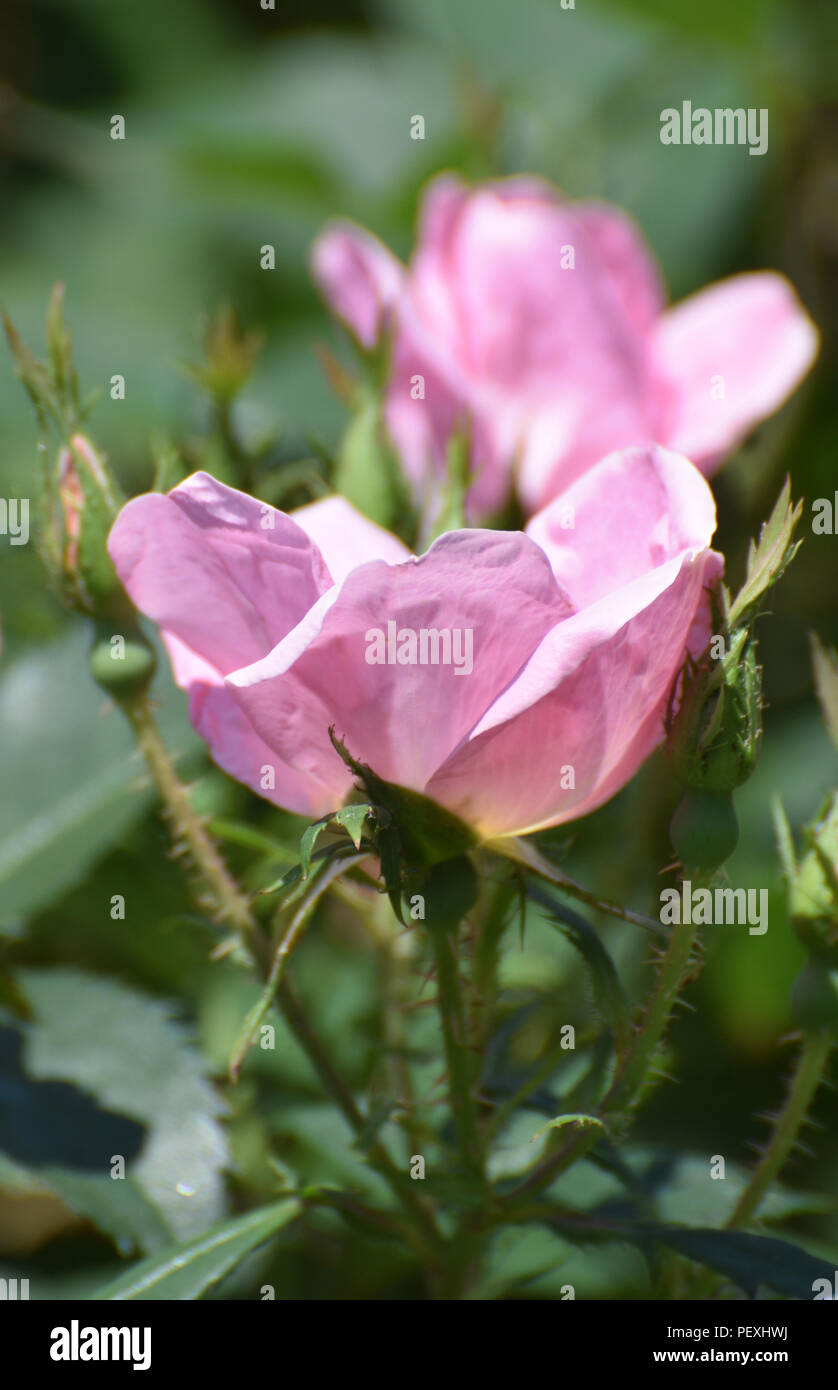 Pink roses with many thorns on its stem Stock Photo Alamy