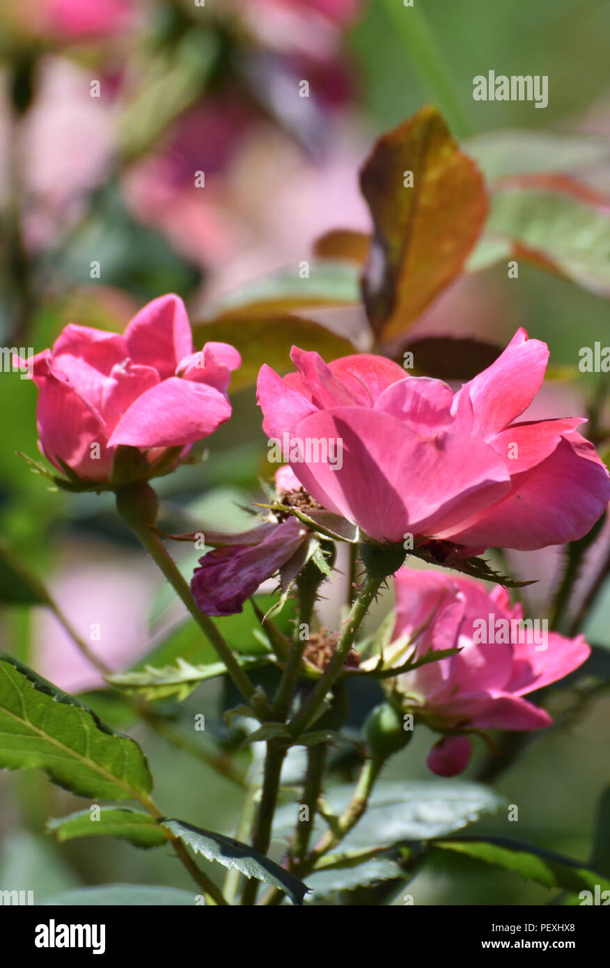Stunning rose garden with bloomed pink roses Stock Photo - Alamy