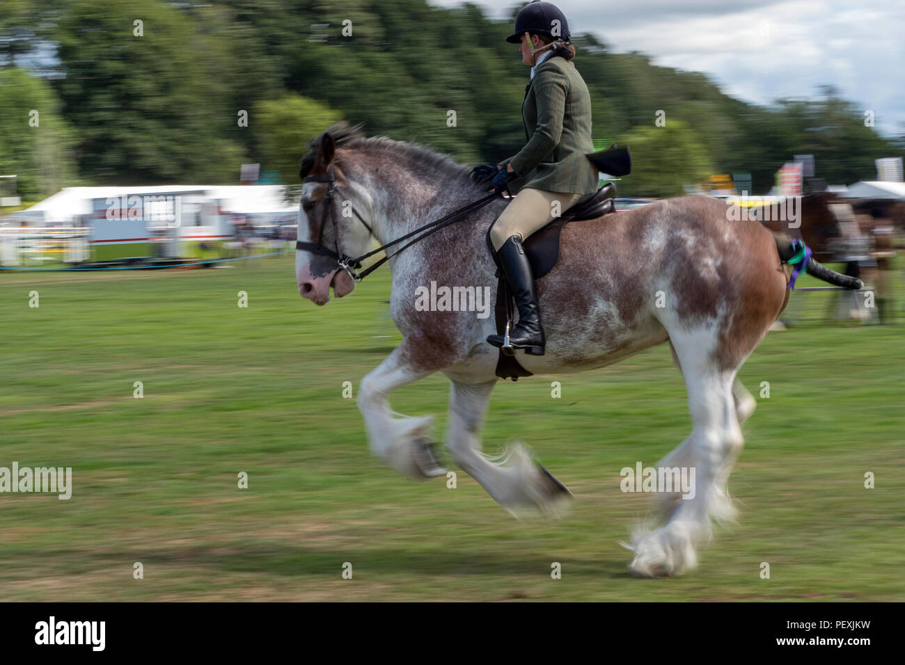 Turriff, Scotland - 06 Aug 2018: Riding Clydesdale Horses at the Turriff Agricultural Show Stock Photo