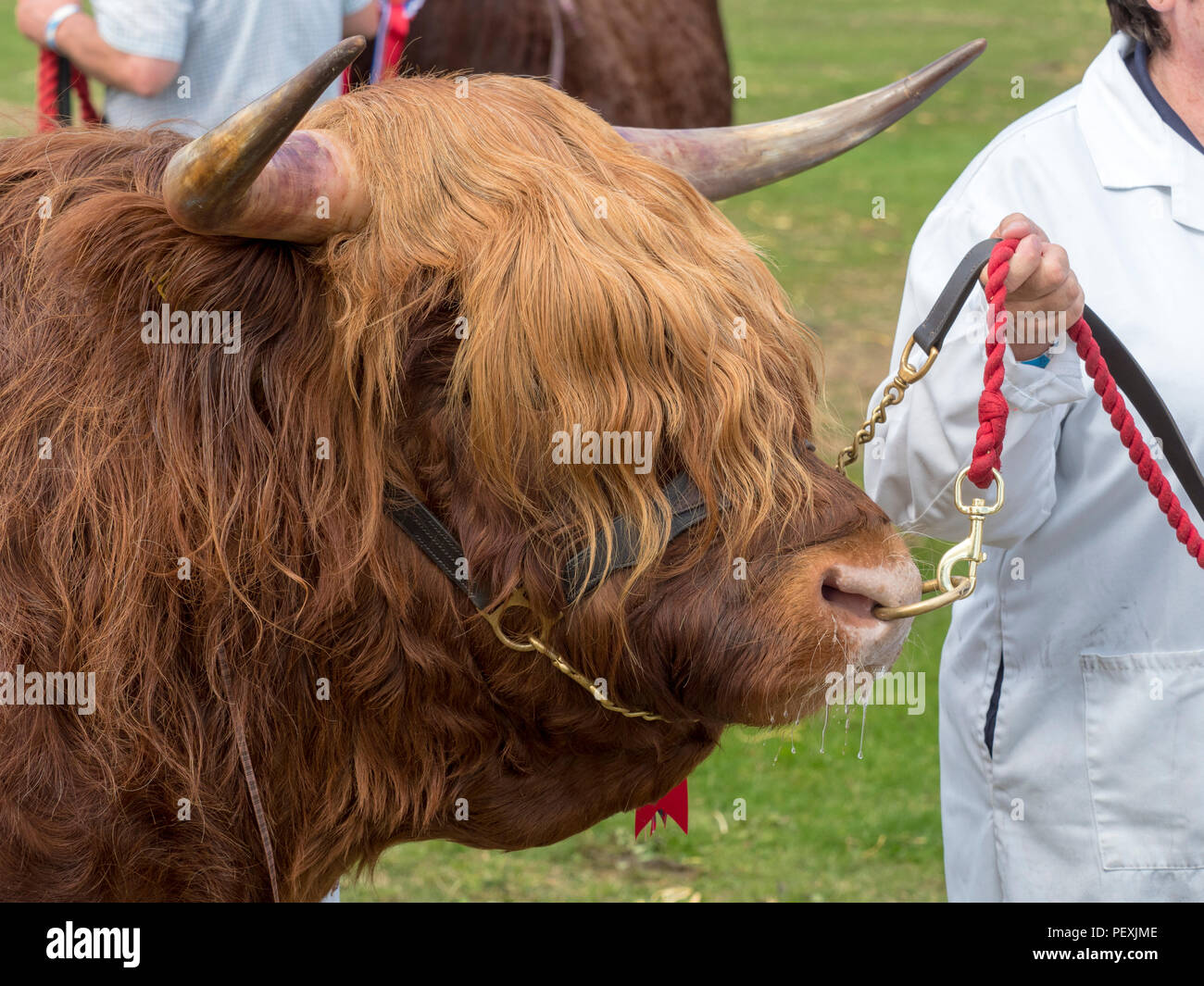 Turriff, Scotland - 06 Aug 2018: Highland Cow at the Turriff Agricultural Show Stock Photo