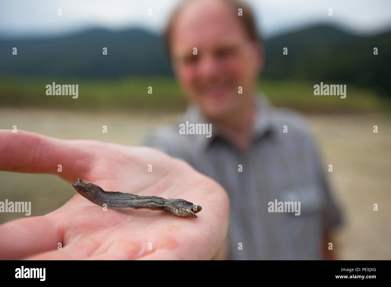 Man holding dried fish found at Lake Cerknica, Inner Carniola, Slovenia Stock Photo