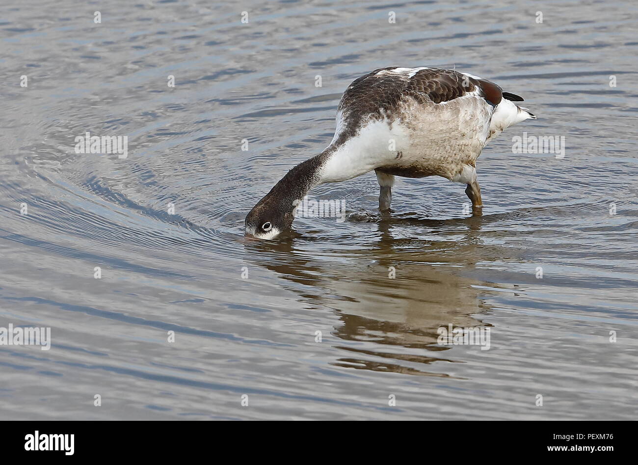 Common Shelduck (Tadorna tadorna) immature feeding in shallow water  Titchwell Marsh Nature Reserve, Norfolk, UK          August Stock Photo