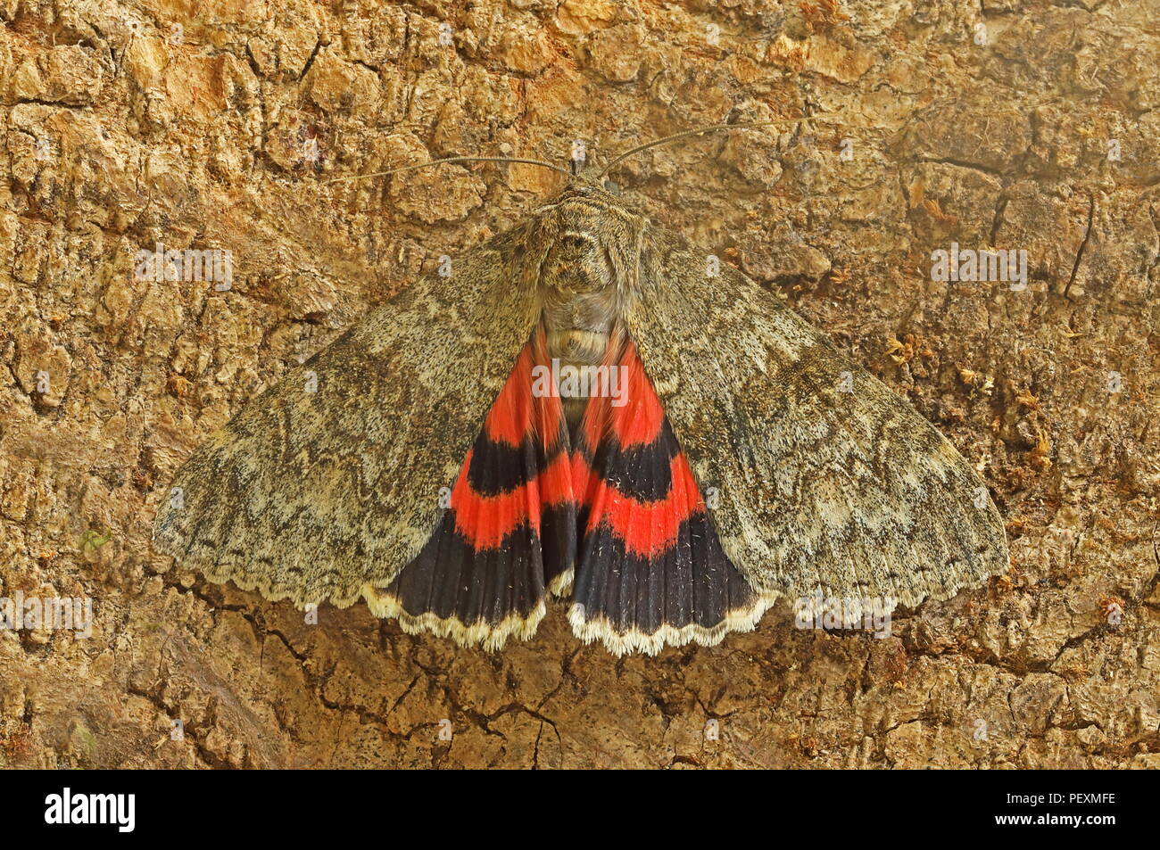 Red Underwing (Catocala nupta) adult at rest on tree trunk  Eccles-on-Sea, Norfolk, UK           August Stock Photo