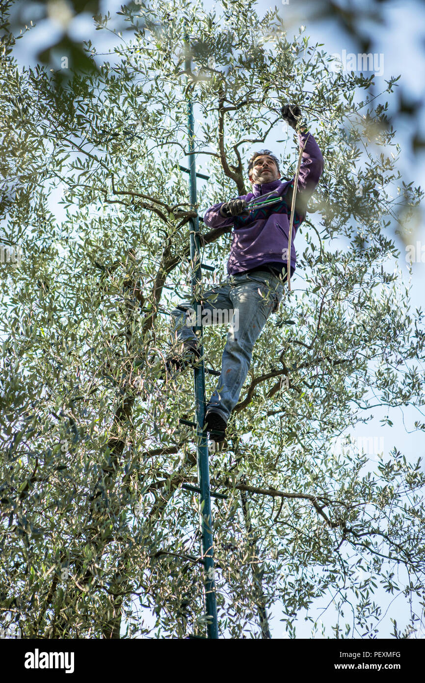 Man harvesting olives, Arco, Trentino, Italy Stock Photo