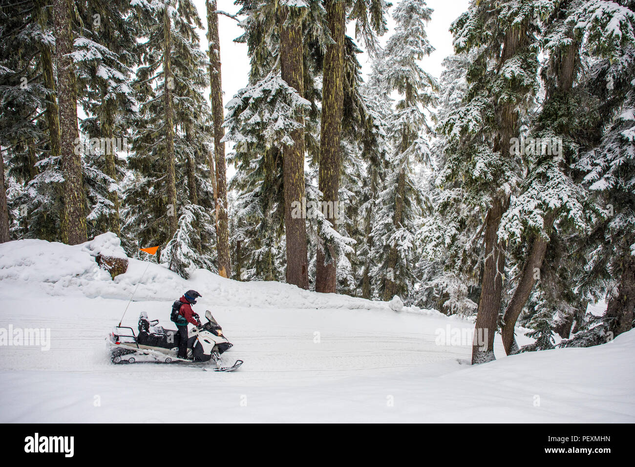 Woman snowmobiling in forest, Whistler, British Columbia, Canada Stock Photo