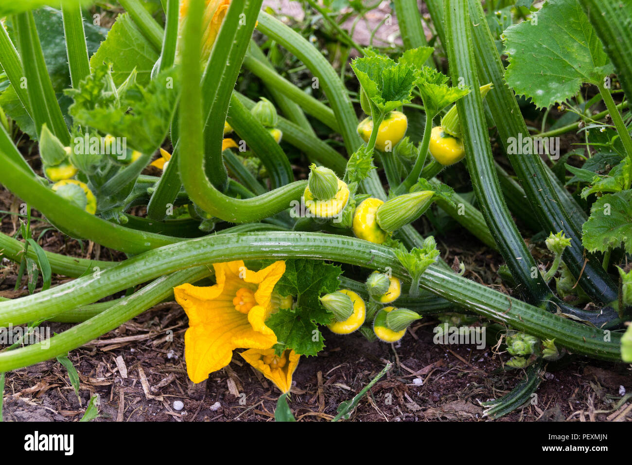 yellow pattypan squash growing on the plant Stock Photo - Alamy